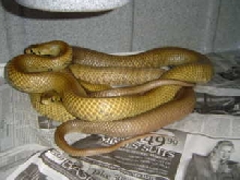 unicolor cribos
