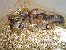unicolor hatchlings