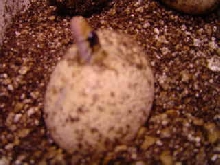 Unicolor hatching from egg