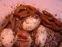 Unicolor hatchlings