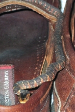 Snake in shoe