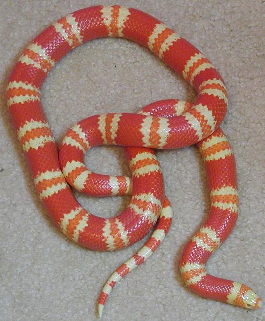 Hondo Female