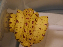 Chondro Yellow 2