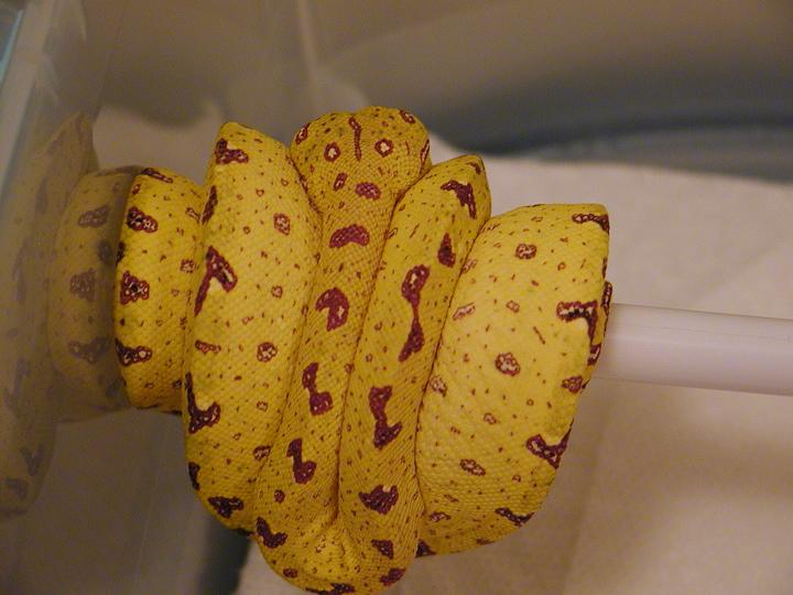 Chondro Yellow 2