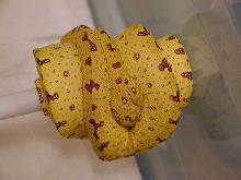 Chondro Yellow 1