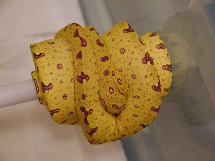 Chondro Yellow 1