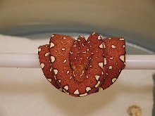 Chondro Red 4