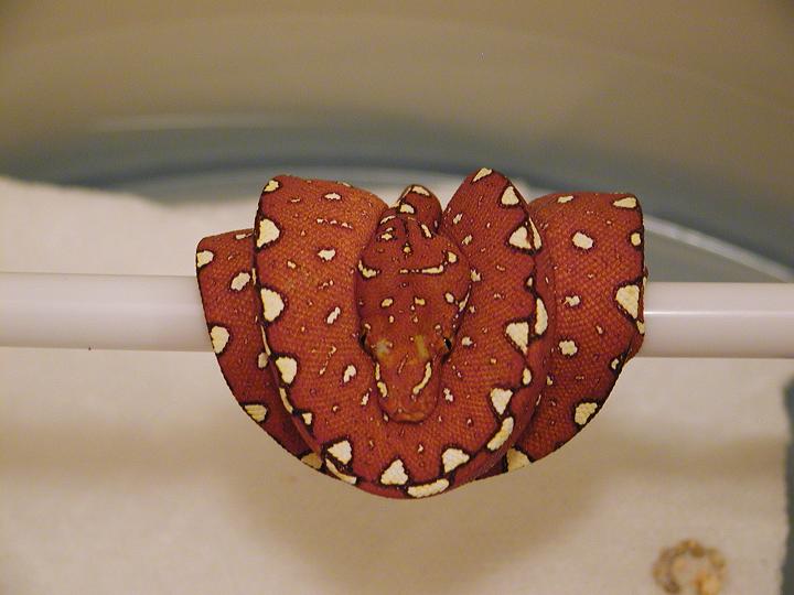 Chondro Red 4