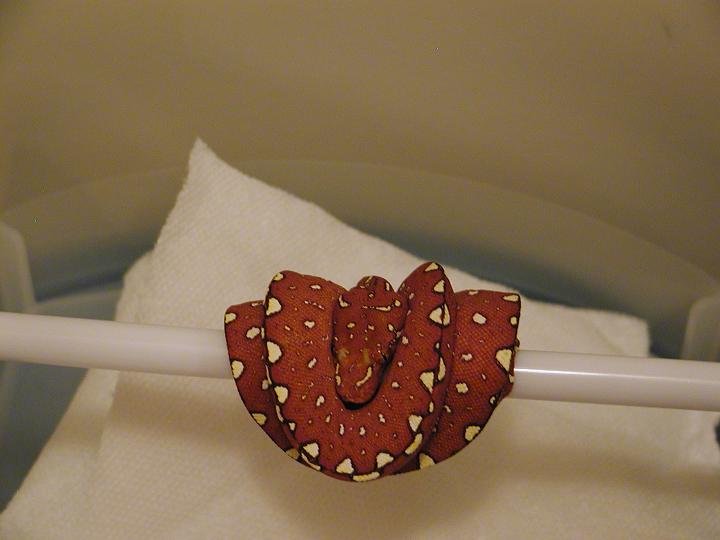 Chondro Red 3