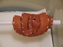 Chondro Red 2