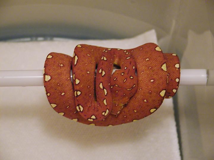 Chondro Red 2