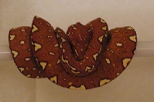 Chondro Red 1