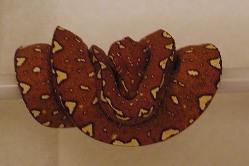Chondro Red 1