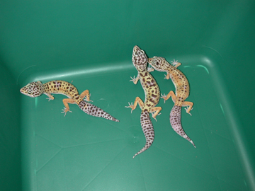 3 juvies