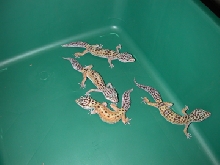4 subadult females