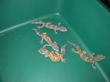 4 subadult females