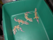 adult females