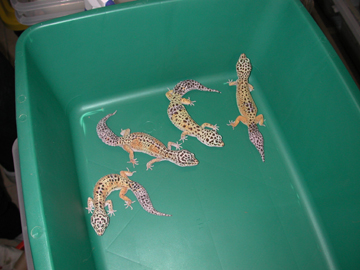 adult females