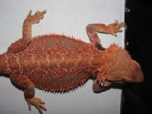 Sandfire x orange holdback female RED!!
