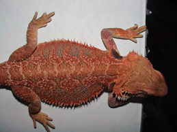 Sandfire x orange holdback female RED!!