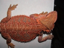 Sandfire x orange female dragon