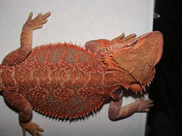 Sandfire x orange female dragon