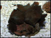 Saltwater - Austin Aquariums