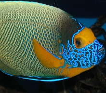 Saltwater Photos