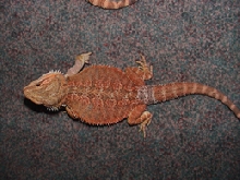 Sandfire x orange female dragon