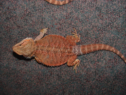Sandfire x orange female dragon