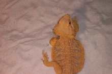 Orange male dragon