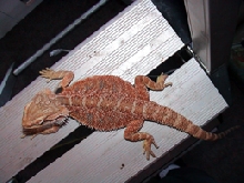 Sandfire x orange male dragon