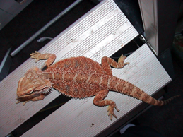 Sandfire x orange male dragon