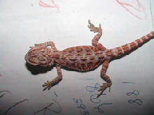 Sandfire x Bloody red dragon (clear nails)
