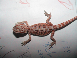 Sandfire x Bloody red dragon (clear nails)