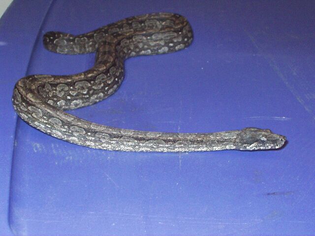 2001 male argentine