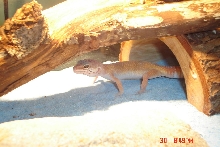 Santino, my juvenile leo