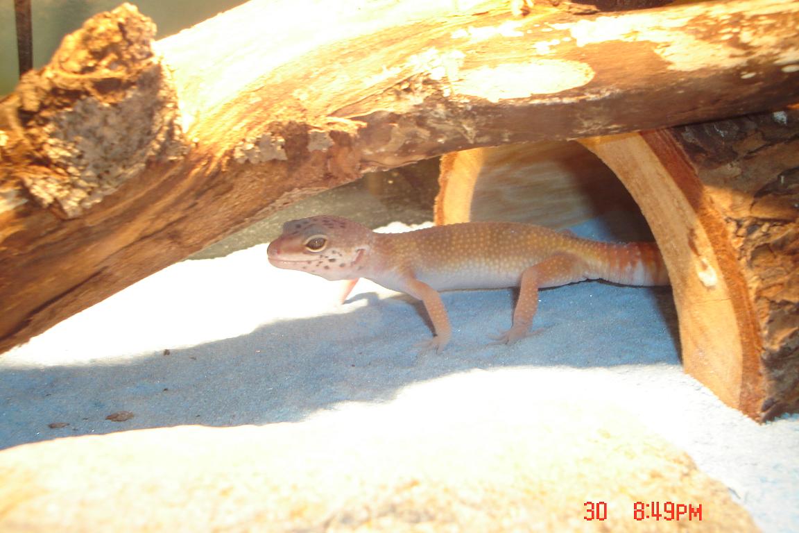 Santino, my juvenile leo