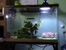 my leopard geckos tank