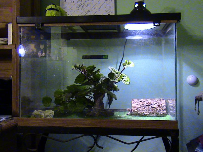 my leopard geckos tank