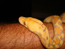 My Holdback Girl