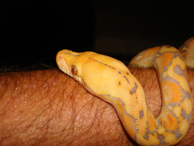 My Holdback Girl
