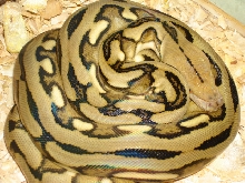 My Wilbanks SUNTIGER!