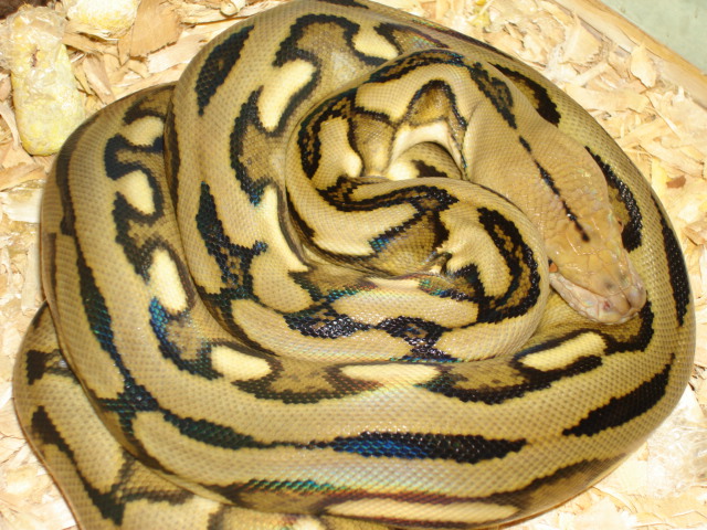 My Wilbanks SUNTIGER!