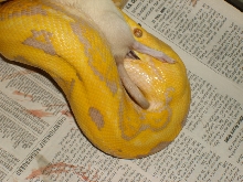 Layla/ Snack