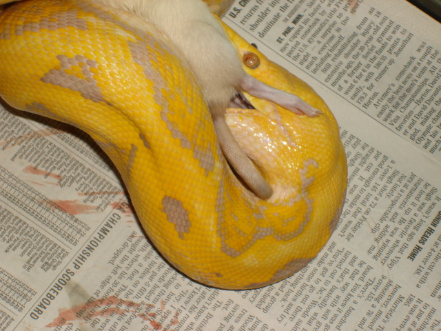 Layla/ Snack