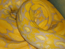 Layla/ Colors!