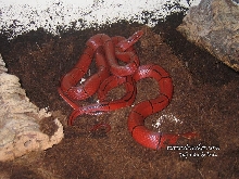 O. P. Laticinctus