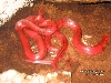 O. P. Laticinctus