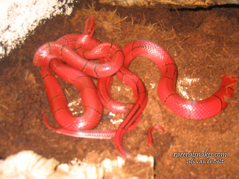 O. P. Laticinctus